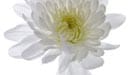 Chrysanthemum